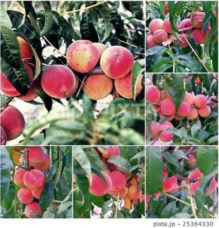 Close up of the ripe peaches on branch collage og Close up of the ripe peaches on branch collage og 25364330