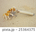 Big yellow tropical crab with paper tube in claw 25364375