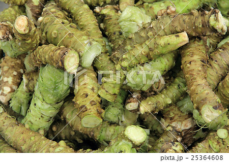 収穫直後のワサビの根茎 収穫直後のワサビの根茎 25364608