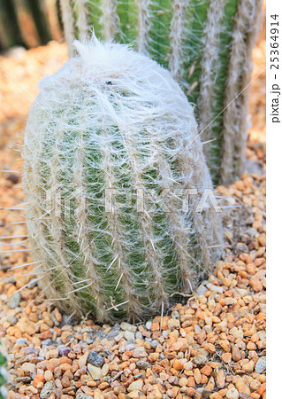 Close up of cactus with long thorns Close up of cactus with long thorns 25364914