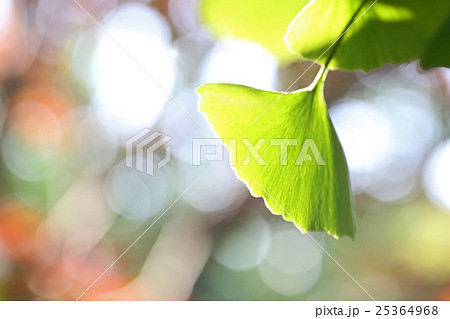 美しい新緑のイチョウ 美しい新緑のイチョウ 25364968