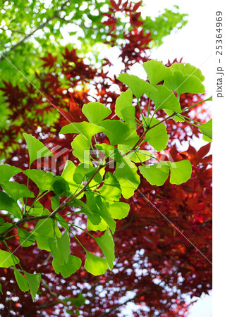 美しい新緑のイチョウ 美しい新緑のイチョウ 25364969