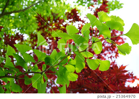 美しい新緑のイチョウ 25364970