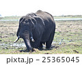チョベ国立公園の象（南アフリカ） 25365045