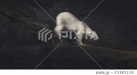 Climbing polar bear 25365110