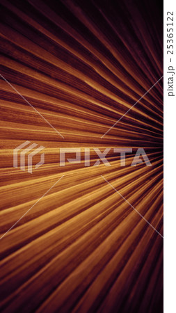 Abstract palm leaf artwork 25365122