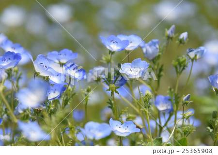 ネモフィラ(瑠璃唐草) ~青島こどものくに・フラワーフェスタ~ (宮崎県宮崎市) ネモフィラ(瑠璃唐草) ~青島こどものくに・フラワーフェスタ~ (宮崎県宮崎市) 25365908