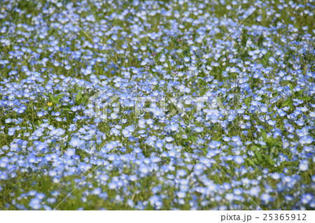 ネモフィラ(瑠璃唐草) ~青島こどものくに・フラワーフェスタ~ (宮崎県宮崎市) ネモフィラ(瑠璃唐草) ~青島こどものくに・フラワーフェスタ~ (宮崎県宮崎市) 25365912