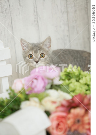 かくれんぼする子猫(ブリティッシュショートヘア) かくれんぼする子猫(ブリティッシュショートヘア) 25366061