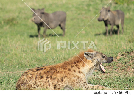 ブチハイエナとイノシシ（ケニア） 25366092
