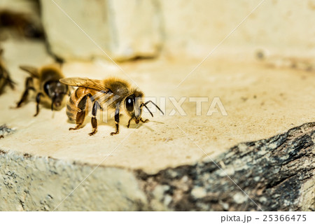 Bees at beehive Bees at beehive 25366475