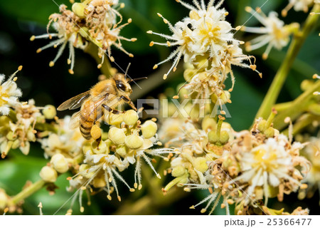 bee collects flower nectar from longan flower bee collects flower nectar from longan flower 25366477