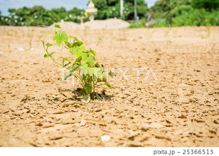 Plant in dried cracked mud Plant in dried cracked mud 25366513