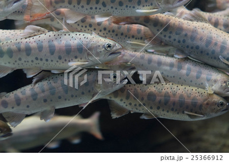 やまめ あまご 水族館 渓流魚 やまめ あまご 水族館 渓流魚 25366912