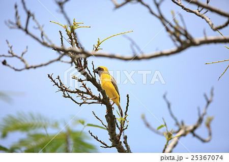 キンイロコウヨウジャク 25367074