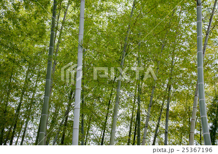 竹林 25367196