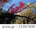 小石川後楽園の紅葉 25367690