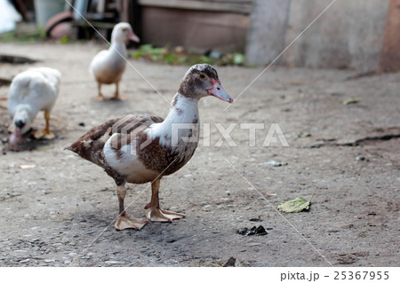 Gooses walk the earth /domestic cattle in Russia  25367955