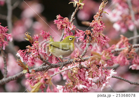 桜のピンクとメジロ 25368078