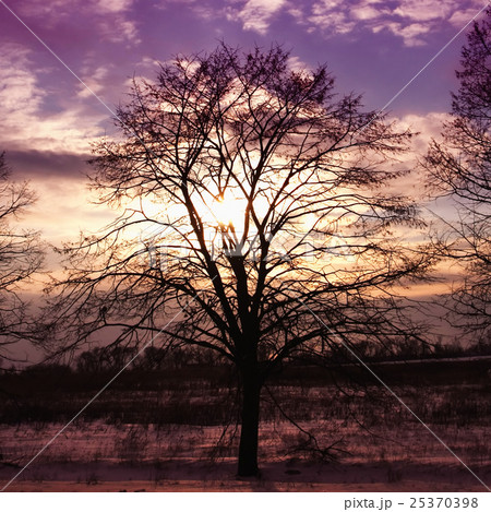 sunset and tree 25370398