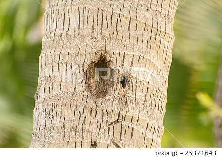 Address of the animal in a tree 25371643