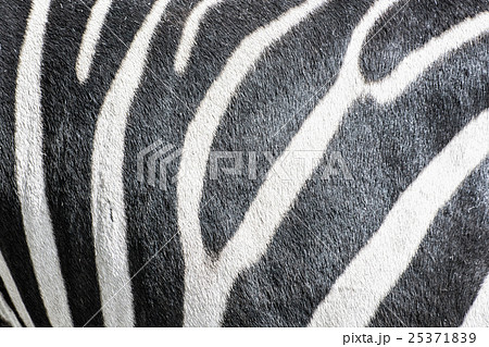 Background of hartmann's mountain zebra 25371839