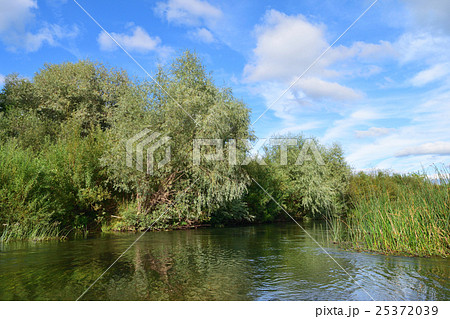 riverbank overgrown with willows and reeds 25372039