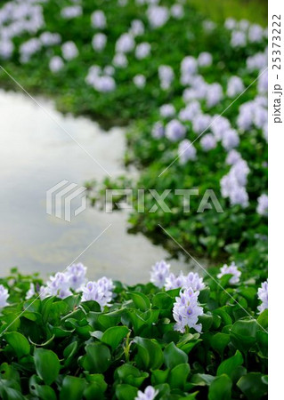 ホテイアオイ ホテイアオイ 25373222