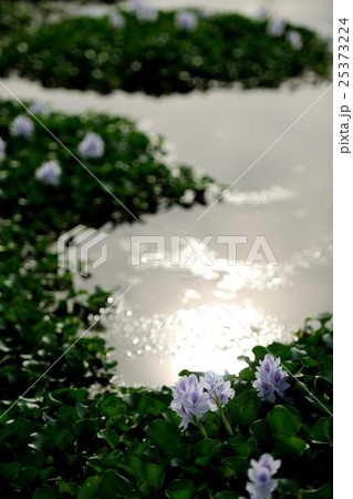 ホテイアオイ ホテイアオイ 25373224