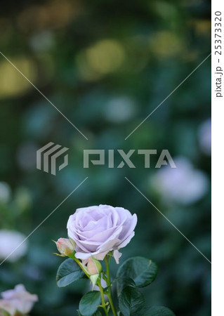 バラ バラ 25373320