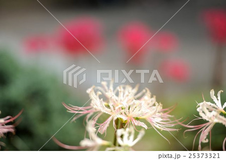 彼岸花 彼岸花 25373321