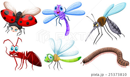 Vector illustration Vector illustration 25373810