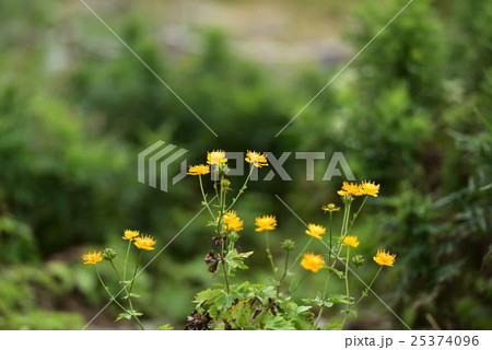 伊吹山お花畑 25374096