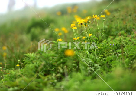 伊吹山お花畑 25374151