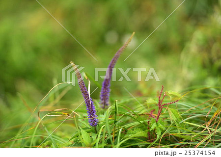 伊吹山お花畑 25374154