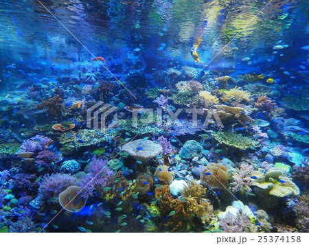 泳ぐ魚達 25374158