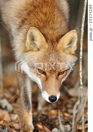 野生のキツネ 野生のキツネ 25374284