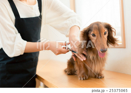 dog lover 25375065