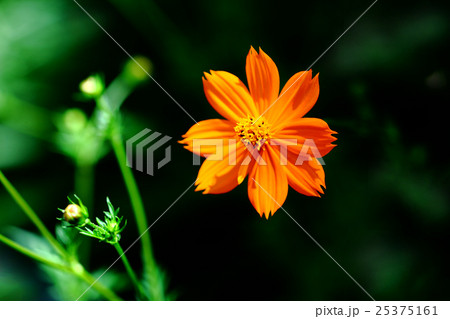キバナコスモス　オレンジ色の花 25375161