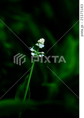 木陰に咲くヤブミョウガの花蕾 25375163