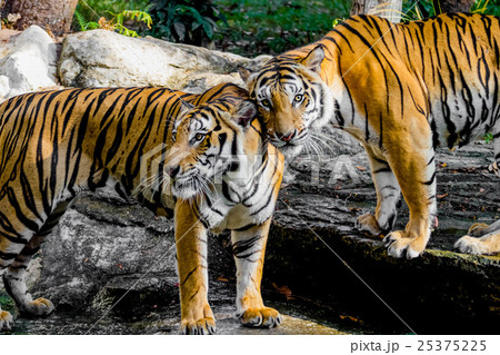 Bengal Tiger 25375225