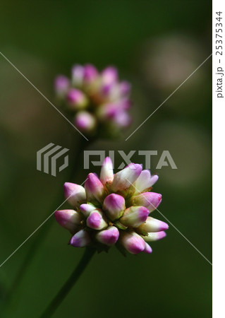 すべての花の画像 これまでで最高の金平糖 花シリーズ