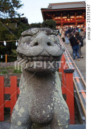 鶴岡八幡宮の狛犬 鶴岡八幡宮の狛犬 25375347
