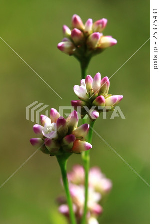 自然　植物　アキノウナギツカミ、一度に咲いてくれるともっと華やかなのに・・・。と思います 25375431