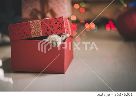 kitten playing in a gift box 25376201