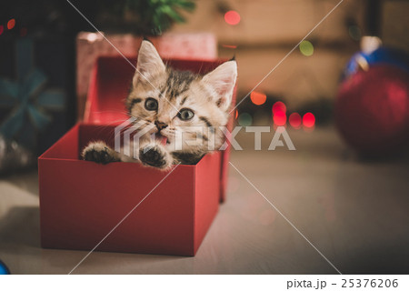 kitten playing in a gift box 25376206