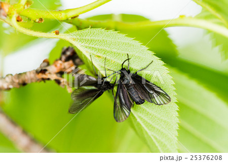 ウメスカシクロバ ウメスカシクロバ 25376208