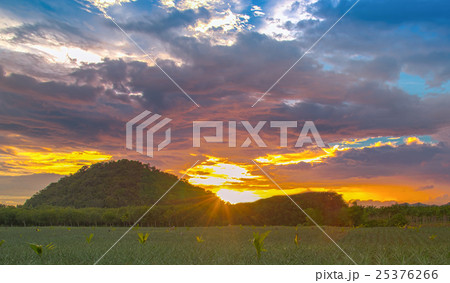 Pineapple field with sunset light Pineapple field with sunset light 25376266
