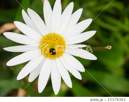 マーガレットとナミテントウ 25376361