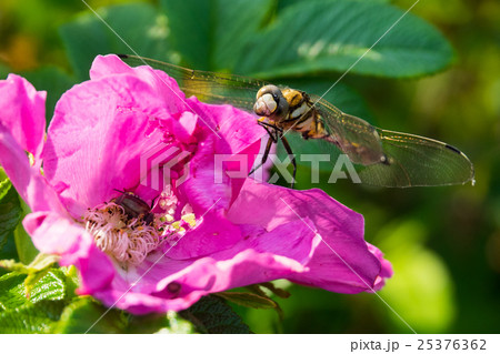 トンボとハナムグリ 25376362